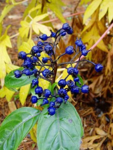evergreen Hydranges berries